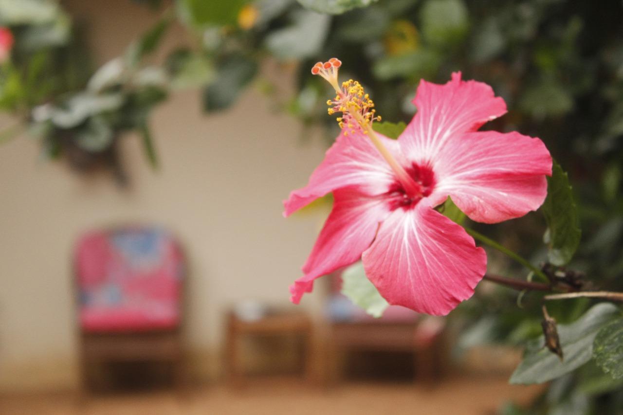 阿拉胡埃拉Vida Tropical住宿加早餐旅馆 外观 照片